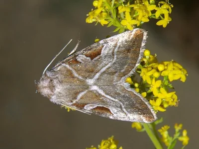 Eucarta virgo