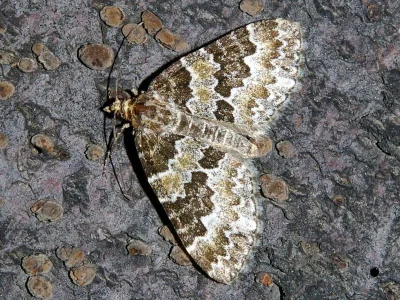 Electrophaes corylata