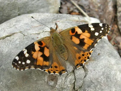 Vanessa cardui