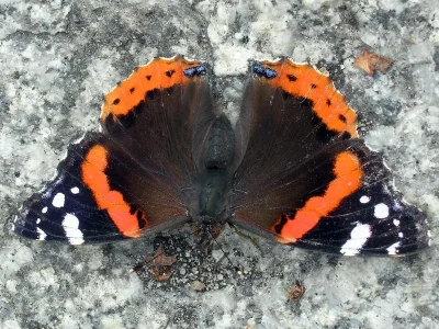 Vanessa atalanta