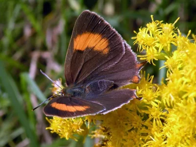 Thecla betulae