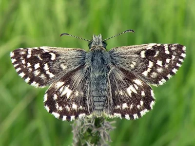 Pyrgus malvae