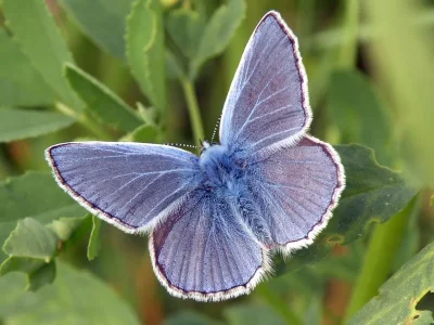 Polyommatus (Polyommatus) icarus