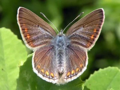 Polyommatus (Polyommatus) icarus