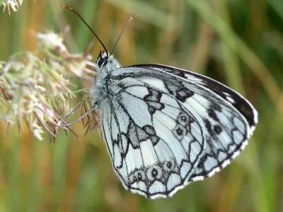 Melanargia (Melanargia) galathea