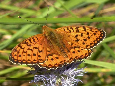 Argynnis (Speyeria) aglaja