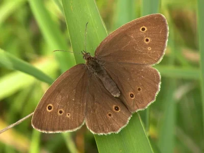 Aphantopus hyperantus