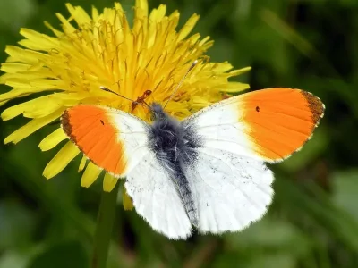 Anthocharis (Anthocharis) cardamines