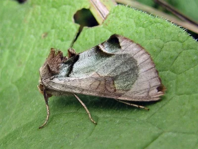 Diachrysia zosimi