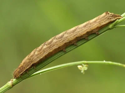 Dypterygia scabriuscula