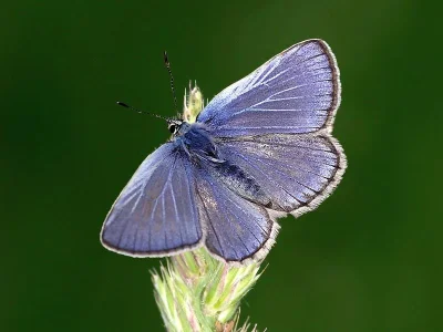 Polyommatus (Polyommatus) escheri