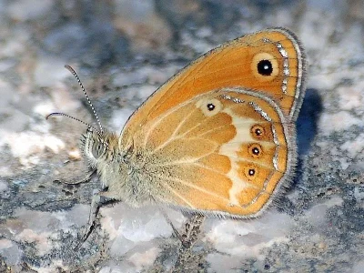Coenonympha corinna