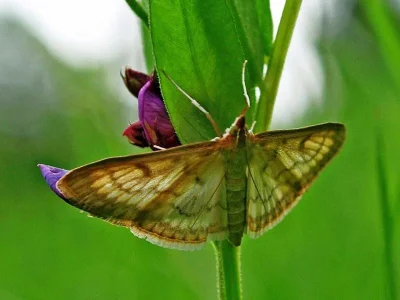Paratalanta pandalis