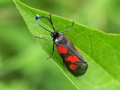 Zygaena (Zygaena) trifolii