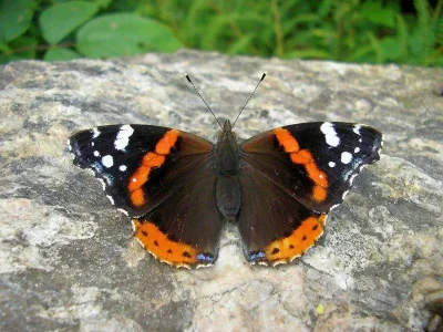 Vanessa atalanta