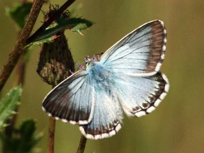 Polyommatus (Lysandra) coridon
