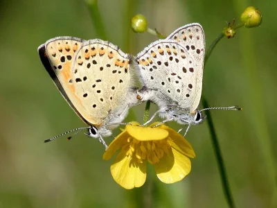 Lycaena (Heodes) tityrus
