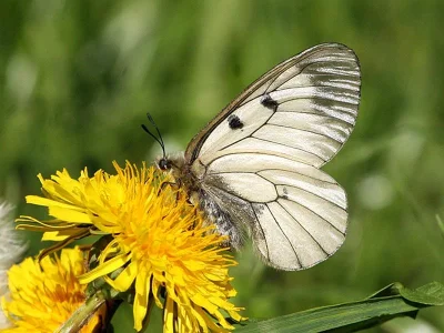 Parnassius (Driopa) mnemosyne