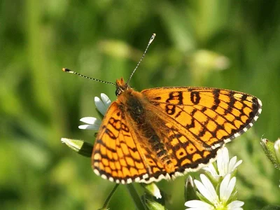 Melitaea cinxia