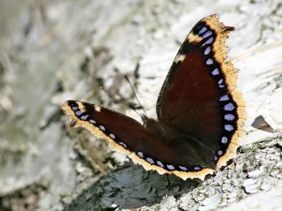 Nymphalis (Nymphalis) antiopa