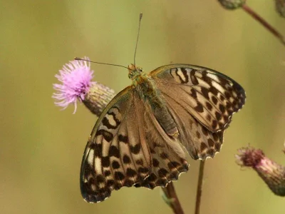 Argynnis (Argynnis) paphia