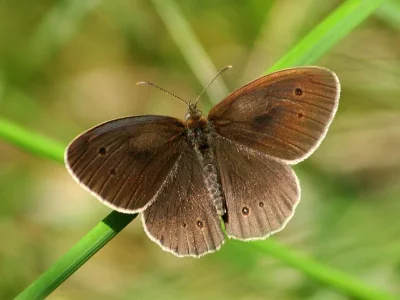 Aphantopus hyperantus