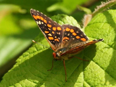 Euphydryas (Hypodryas) maturna