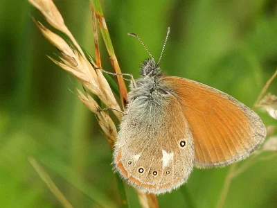 Coenonympha glycerion