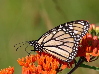 Danaus (Danaus) plexippus