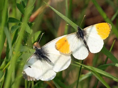Anthocharis (Anthocharis) cardamines