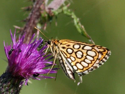 Heteropterus morpheus