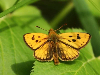 Carterocephalus silvicola