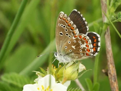 Polyommatus (Lysandra) bellargus