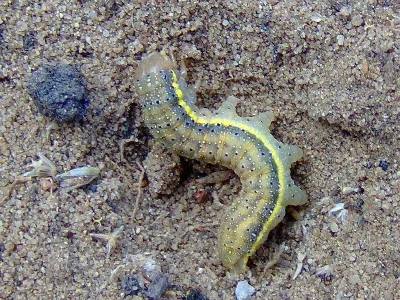 Lacanobia (Dianobia) suasa