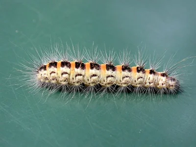 Oxicesta geographica