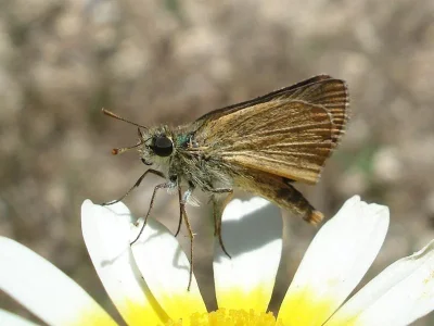 Thymelicus acteon
