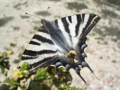 Iphiclides feisthamelii