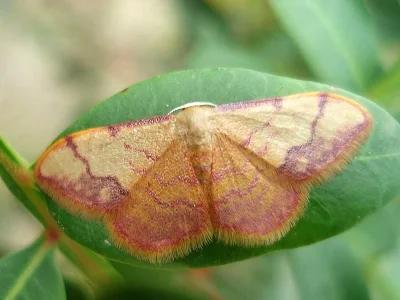 Idaea ostrinaria