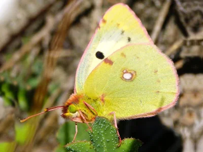 Colias alfacariensis