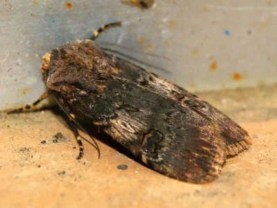 Agrotis (Agrotis) puta