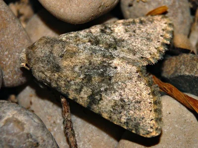 Polymixis (Polymixis) dubia