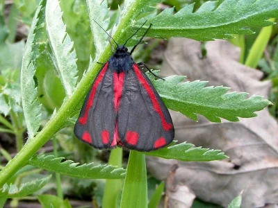 Tyria jacobaeae