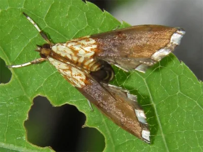 Agrotera nemoralis