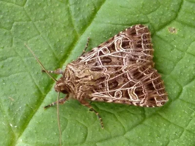 Sideridis (Heliophobus) reticulata