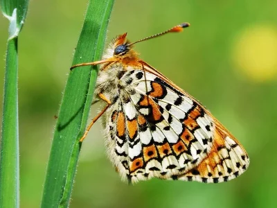 Melitaea cinxia