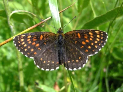 Melitaea diamina