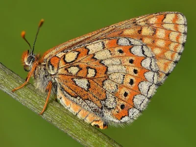 Euphydryas (Eurodryas) aurinia