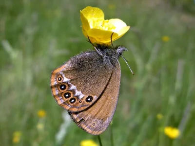 Coenonympha hero