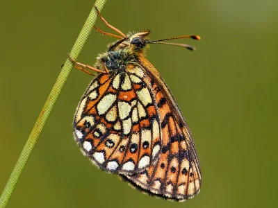 Boloria (Proclossiana) eunomia