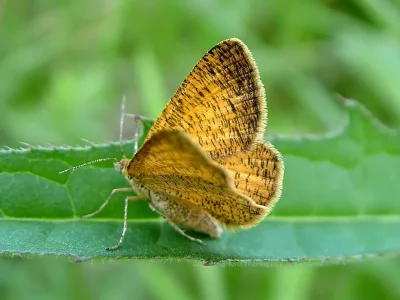 Isturgia roraria